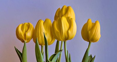 Yellow Tulips P1300359-61