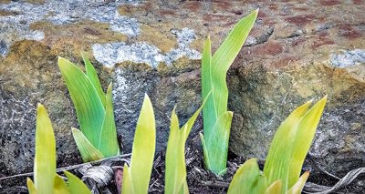 Sprouting Irises DSCN21154