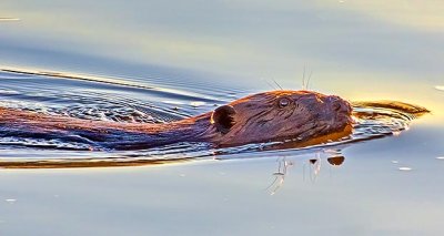 Swimming Beaver DSCN21184