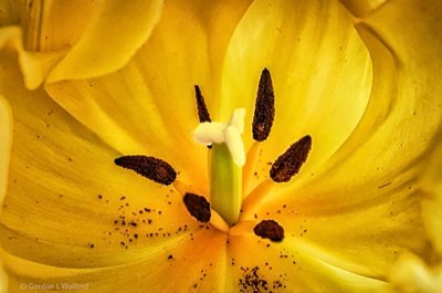 Tulip Center Closeup P1300374-6