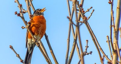 Robin Singing In A Tree DSCN21787