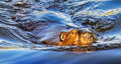 Swimming Beaver DSCN22303