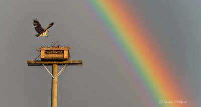 Osprey & Rainbow P1300952