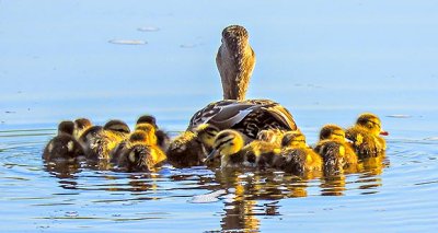 A Raft Of Ducklings DSCN22369
