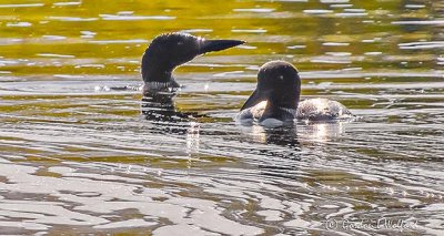 Two Loons DSCN22421