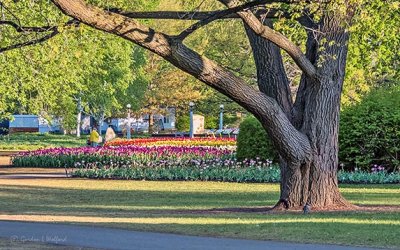 2018 Tulip Festival DSCN23111