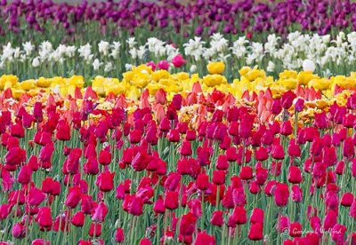 2018 Tulip Festival DSCN22937