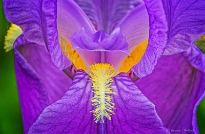 Purple Iris Closeup DSCN23602