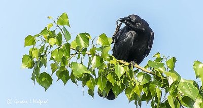 Crow Scratching An Itch DSCN23919