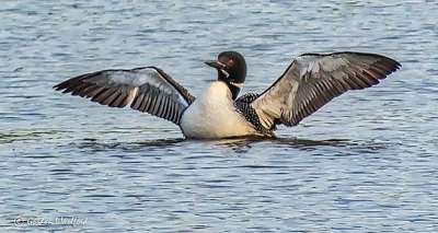 Stretching Loon DSCN24184