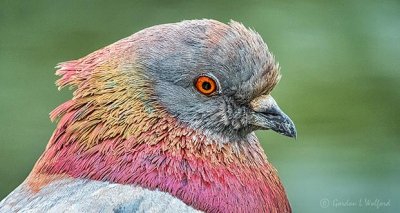 Pretty Pigeon Profile DSCN24591