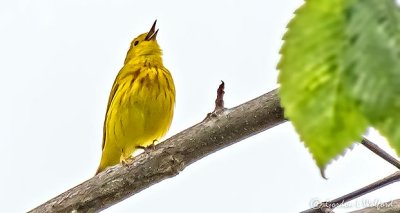 Yellow Warbler Warbling DSCN24552