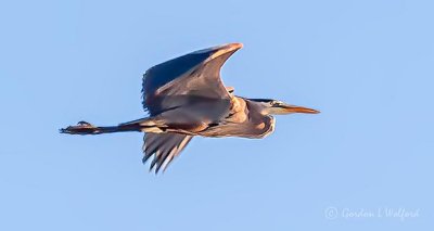 Heron In Flight DSCN24984