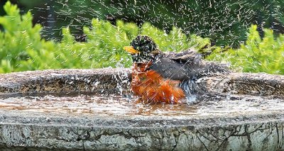 Robin In A Bird Bath DSCN25263-4