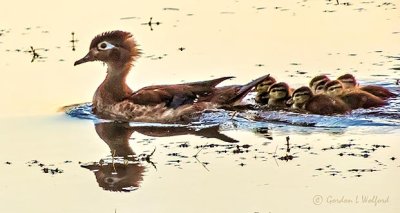 Mama Wood Duck & Ducklings At Sunrise DSCN25858