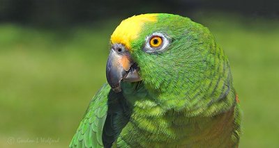 Parrot Profile DSCN26206