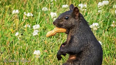 Squirrel With Peanut DSCN26965