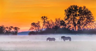 Two Horses In Sunrise Ground Fog P1310809-11