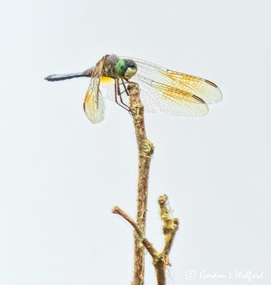 Dragonfly DSCN27987