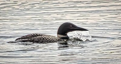 Loon Coming Up Empty DSCN27922