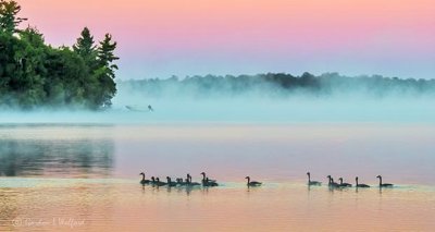 Geese On Misty Otter Lake At Sunrise DSCN28273-5