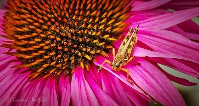 Grasshopper On A Coneflower DSCN28568