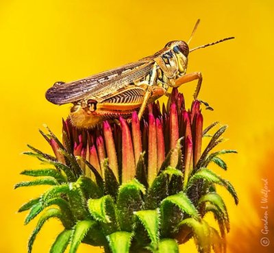 Grasshopper On A Budding Coneflower DSCN28606-8