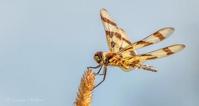 Dragonfly DSCN28857