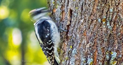 Woodpecker Pecking DSCN29881