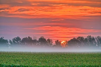 Sunrise Over A Misty Cornfield P1330040-6