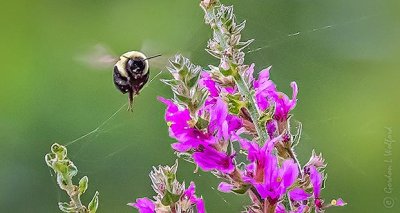 Bee Near Purple Loosestrife DSCN31134