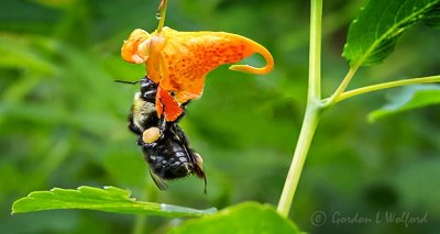 Bee On An Orange Jewelweed DSCN31302