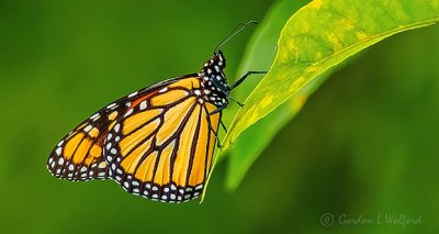Monarch Butterfly On A Leaf DSCN31376-7