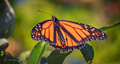 Monarch Butterfly DSCN31526