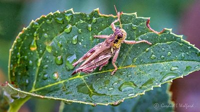 Grasshopper On A Wet Leaf DSCN32147