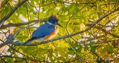 Kingfisher In A Tree DSCN32189