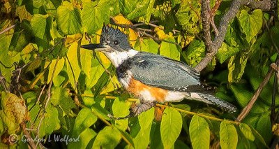 Kingfisher In A Tree DSCN32192v2