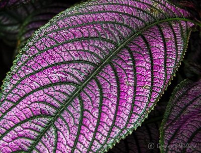Wet Iridescent Purple Leaf DSCN32207-9