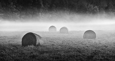 Bales in Ground Fog P1340268BW