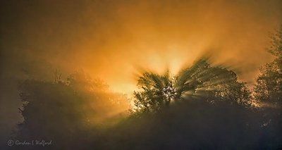 Trees In Misty Sunrise P1340517