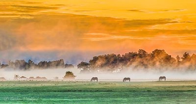 Three Horses In Misty Sunrise P1340461-3