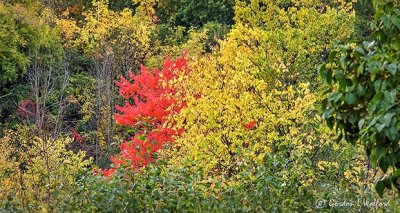 Autumn Trees P1000004-6