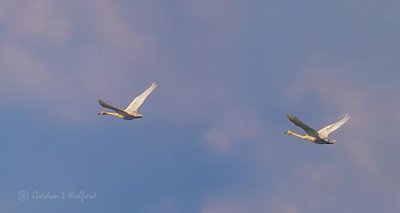 Two Swans In Flight P1010202.4