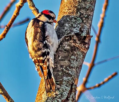 Downy Woodpecker P1010715