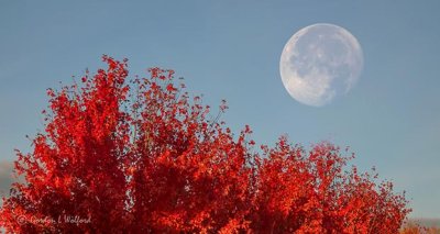 Autumn Moon P1020218