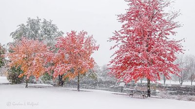 Fall Snowfall P1020515-7