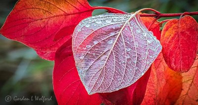 Wet Autumn Leaf Underside P1020622-4