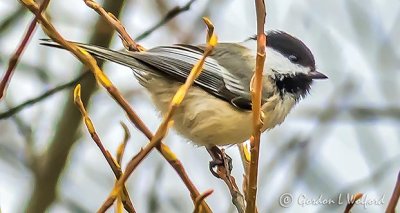 Black-capped Chickadee P1030095