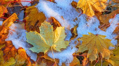 Snow Amid Fallen Autumn Leaves P1030170-2