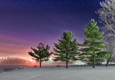 Three Pines On A Foggy Night P1350380-6